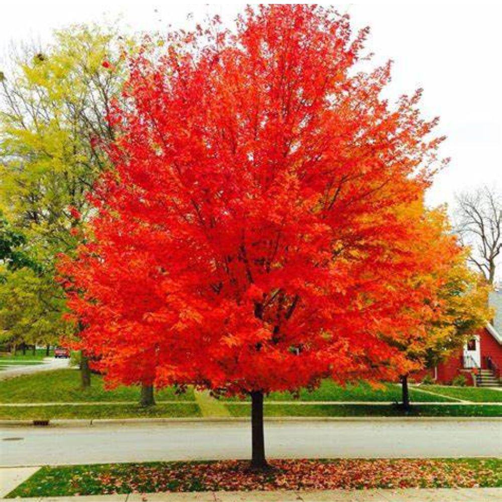 5 Gal. Sunset Red Maple Shade Tree MAPSUN05G