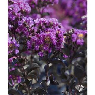 BLACK DIAMOND 2 Gal. Purely Purple Deciduous Crape Myrtle Tree 19057