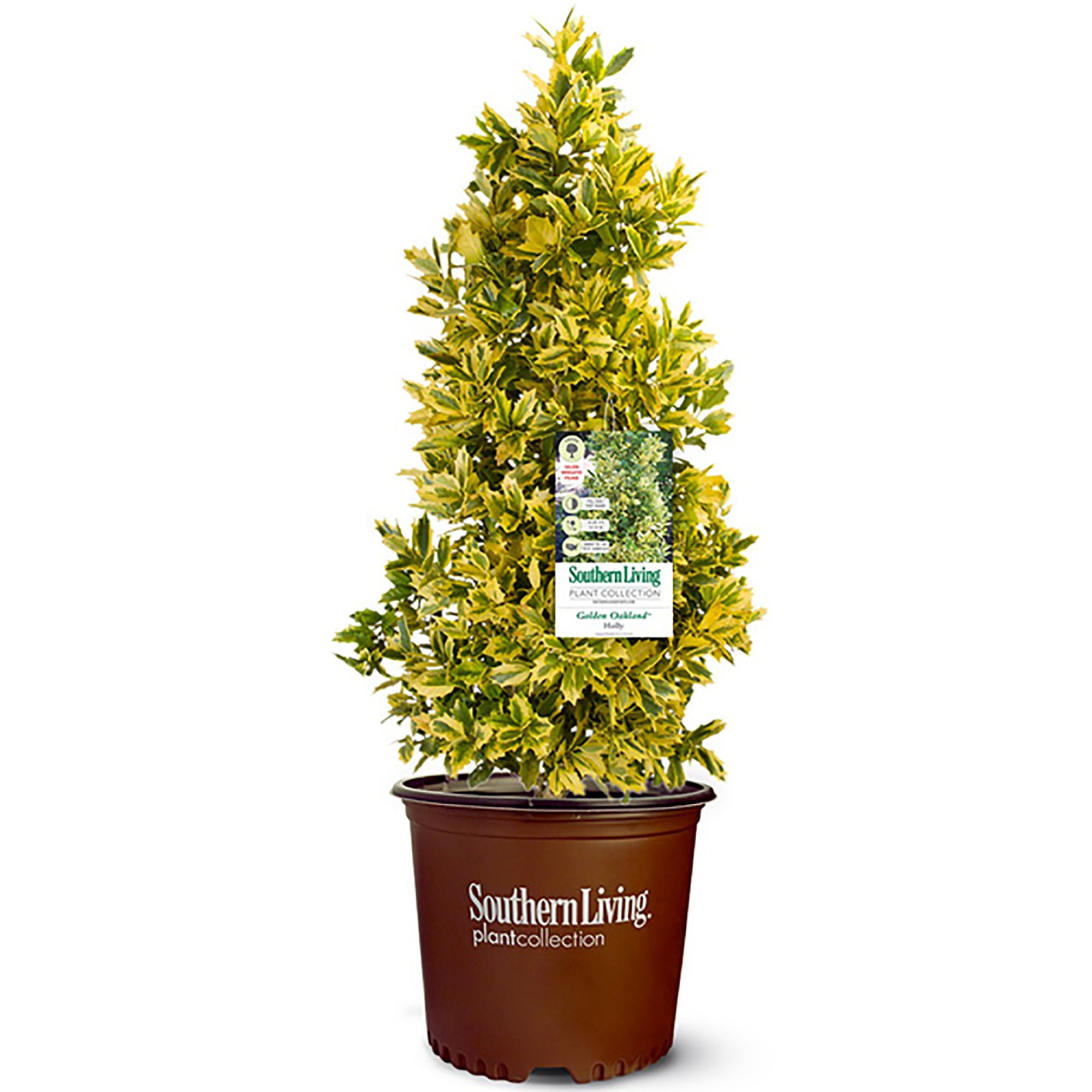 Southern Living Plant Collection Holly Golden Oakland  Live Shrub (3 Gallon)