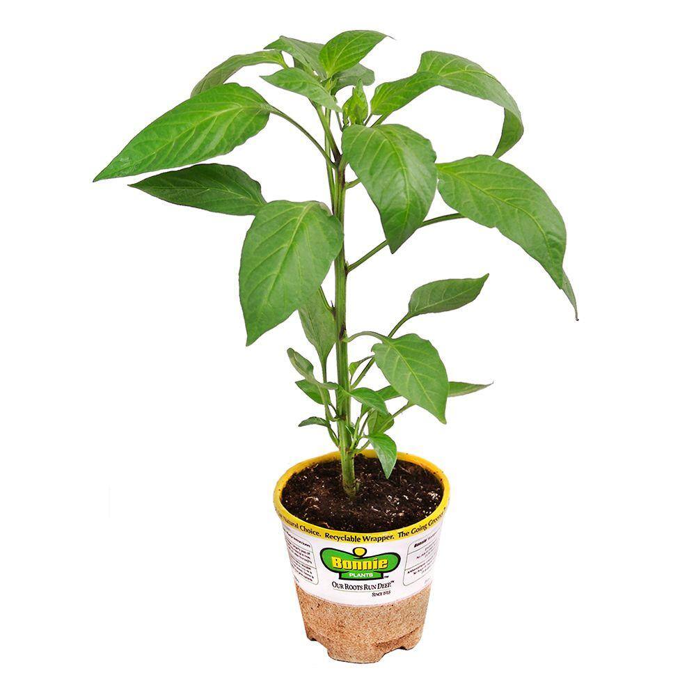 Bonnie Plants 2.32 qt. Hot Banana Pepper Plant 2300