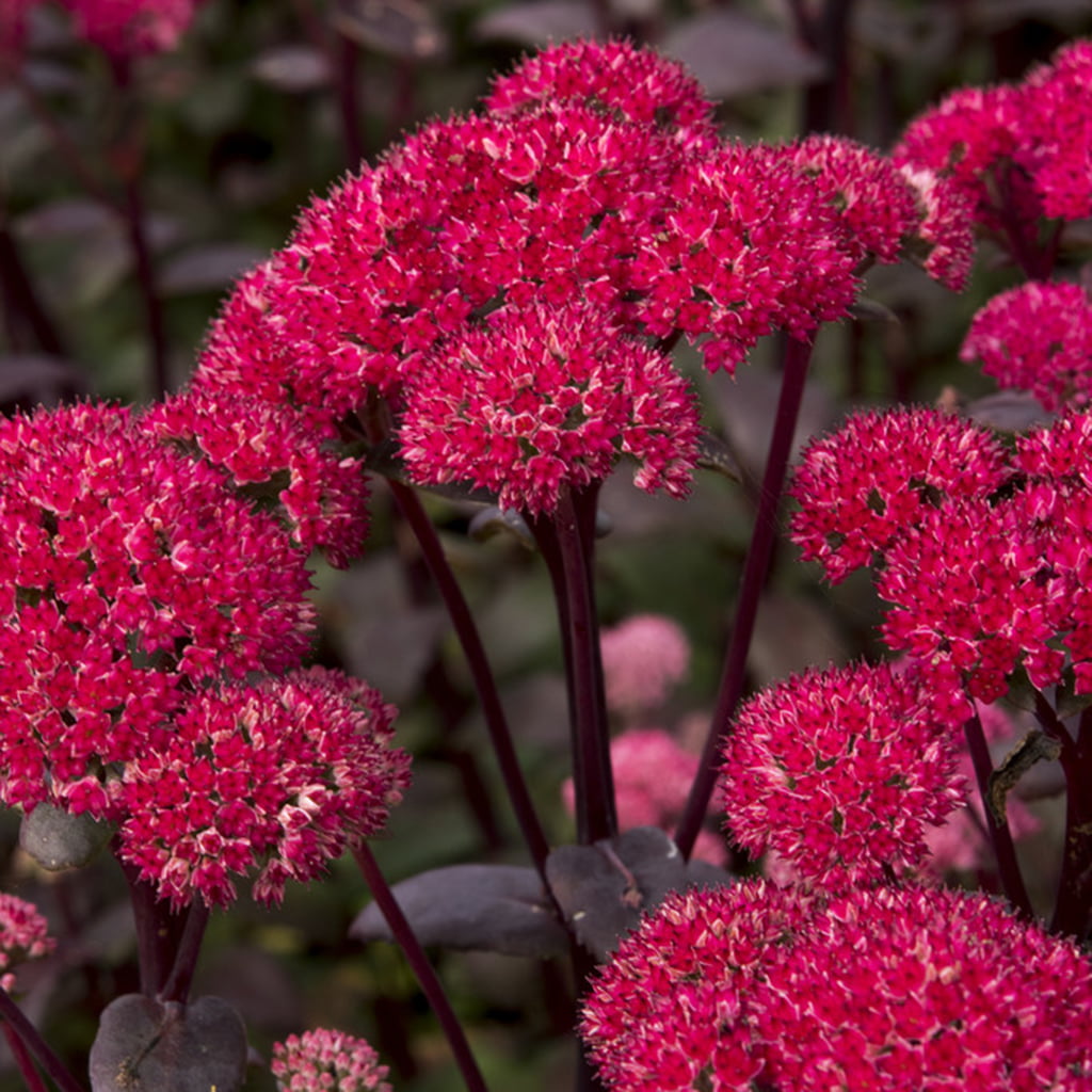 Van Zyverden Garden Succulent Sedum Red Cauliflower Set of 3 Plant Roots Red Full Sun