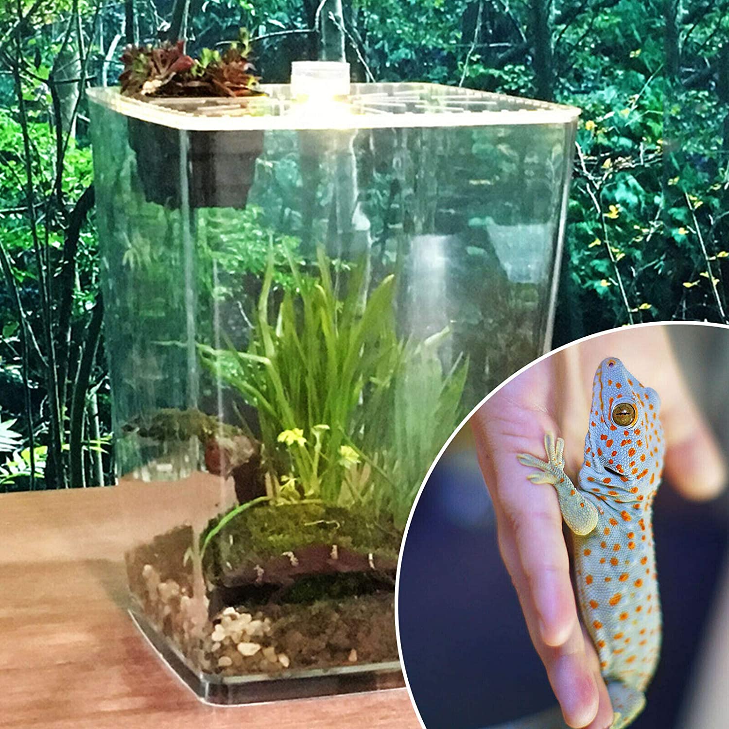 Acrylic Enclosure Terrarium Supplies for Tarantula Scorpion Reptile Tank 29.5cm