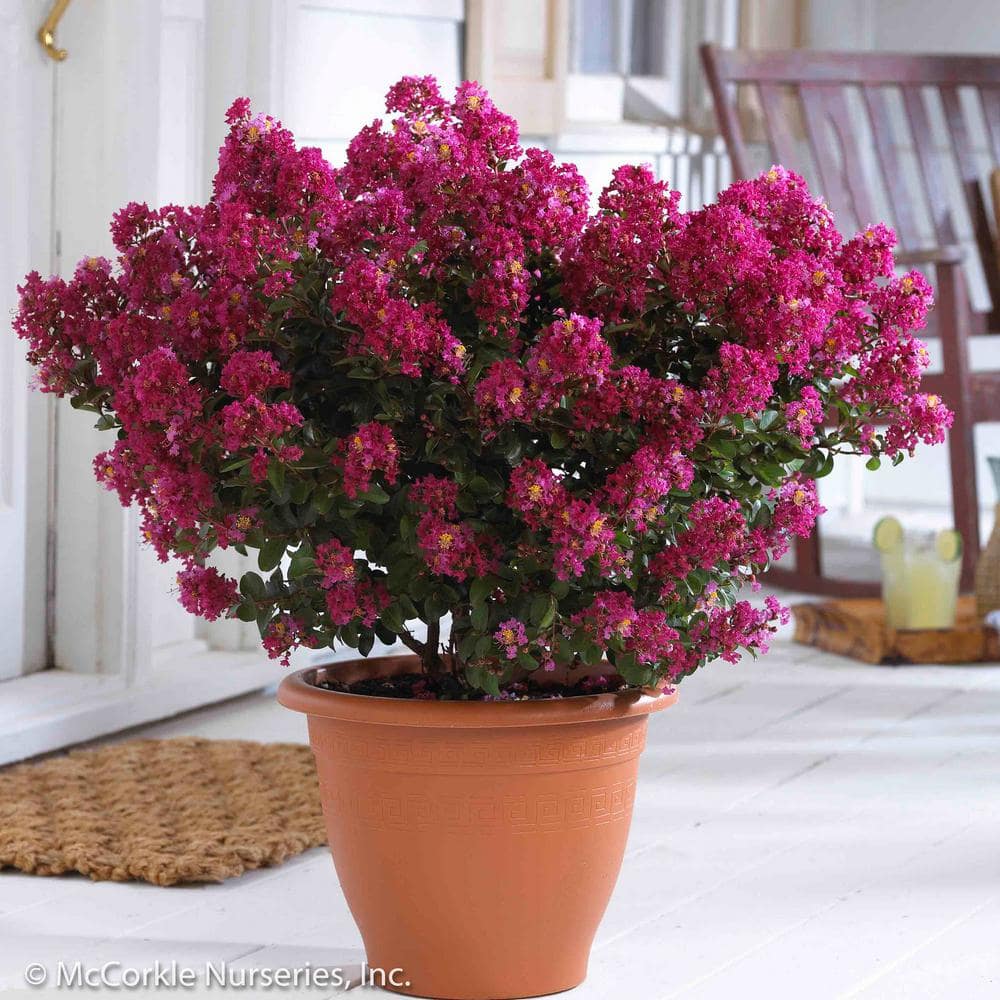 Vigoro 2 Gal. Berry Dazzle Crape Myrtle Dwarf Live Shrub (Lagerstroemia) with Fuchsia Purple Flowers Decidous 11315