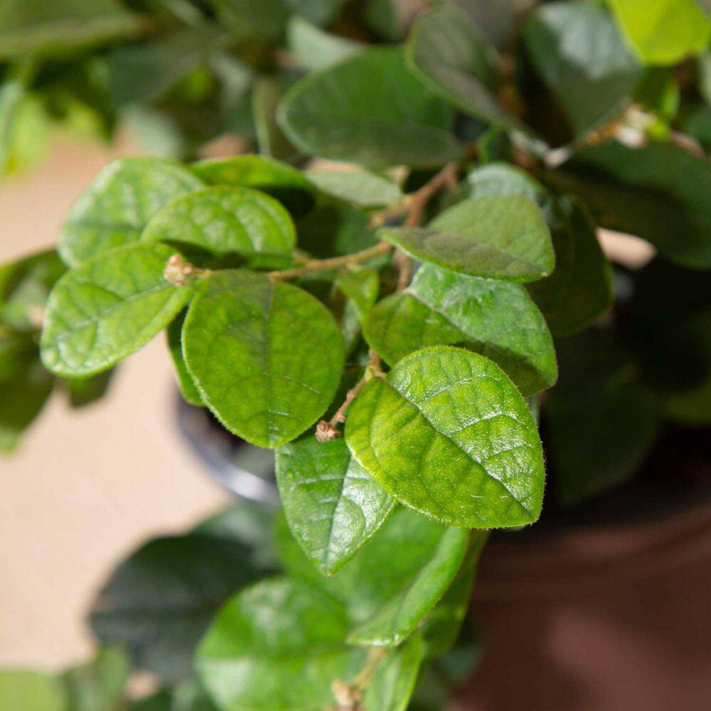 SOUTHERN LIVING 2.5 Qt. Emerald Snow Semi-Dwarf Loropetalum Evergreen Shrub with Green Foliage White Ribbon Blooms 4211Q