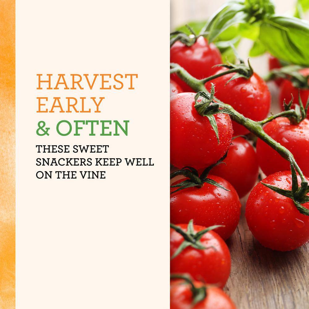 BONNIE PLANTS HARVEST SELECT 25 oz. Sweet Million Cherry Tomato Plant 715339321640