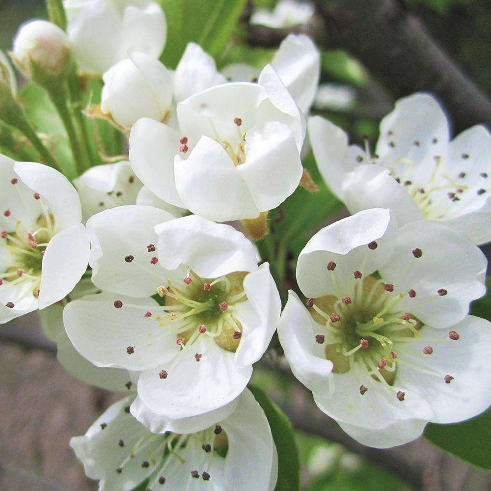 5 Gal. Shinseiki Pear Tree PEASHI05G