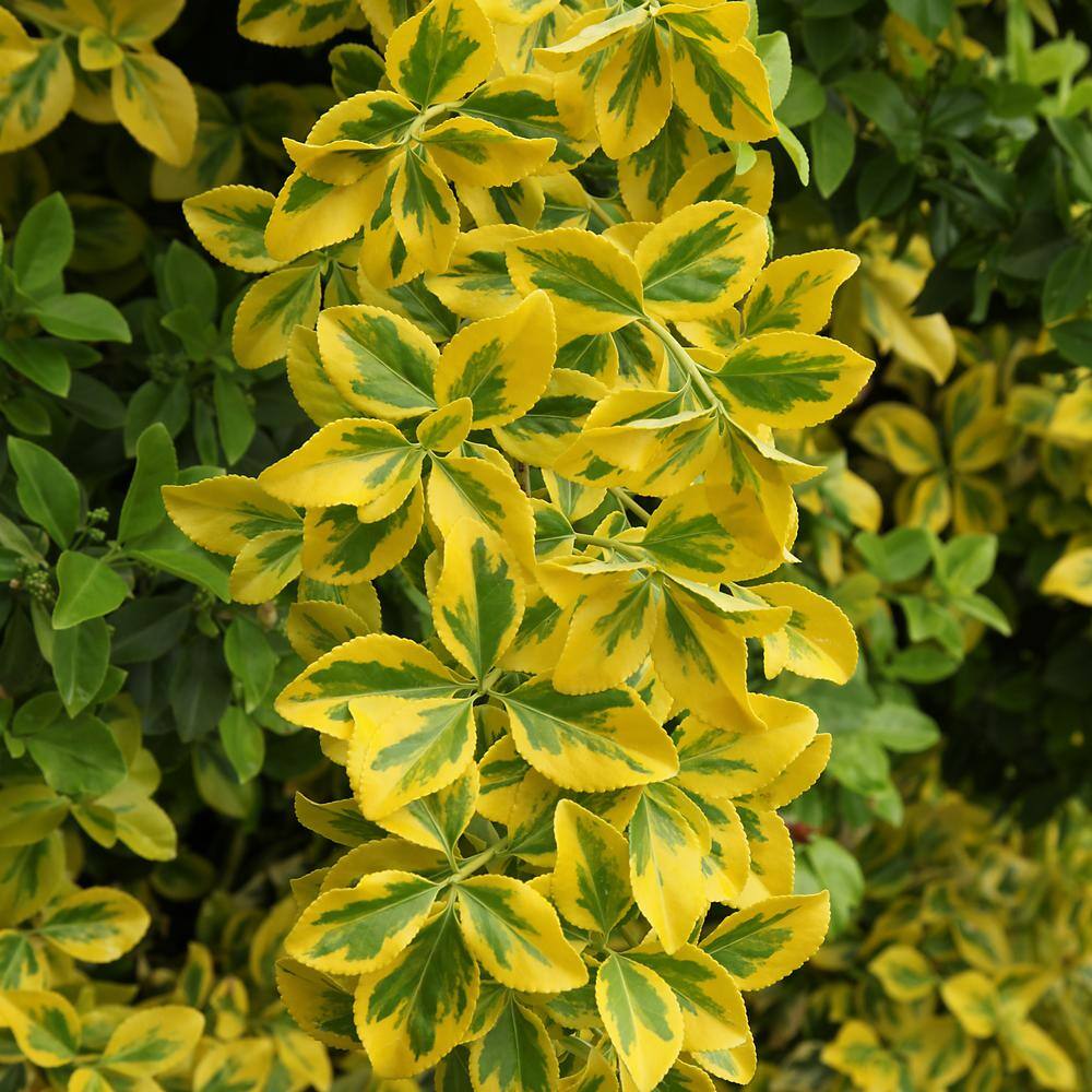 national PLANT NETWORK 2.5 Qt. Euonymus Golden Flowering Shrub with White Blooms HD1079