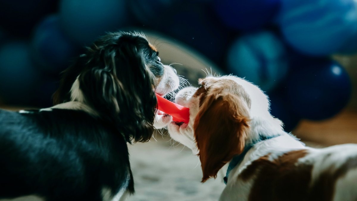 Sweet Paws Wearable Puppy Teether Stack Dog Chew Toy