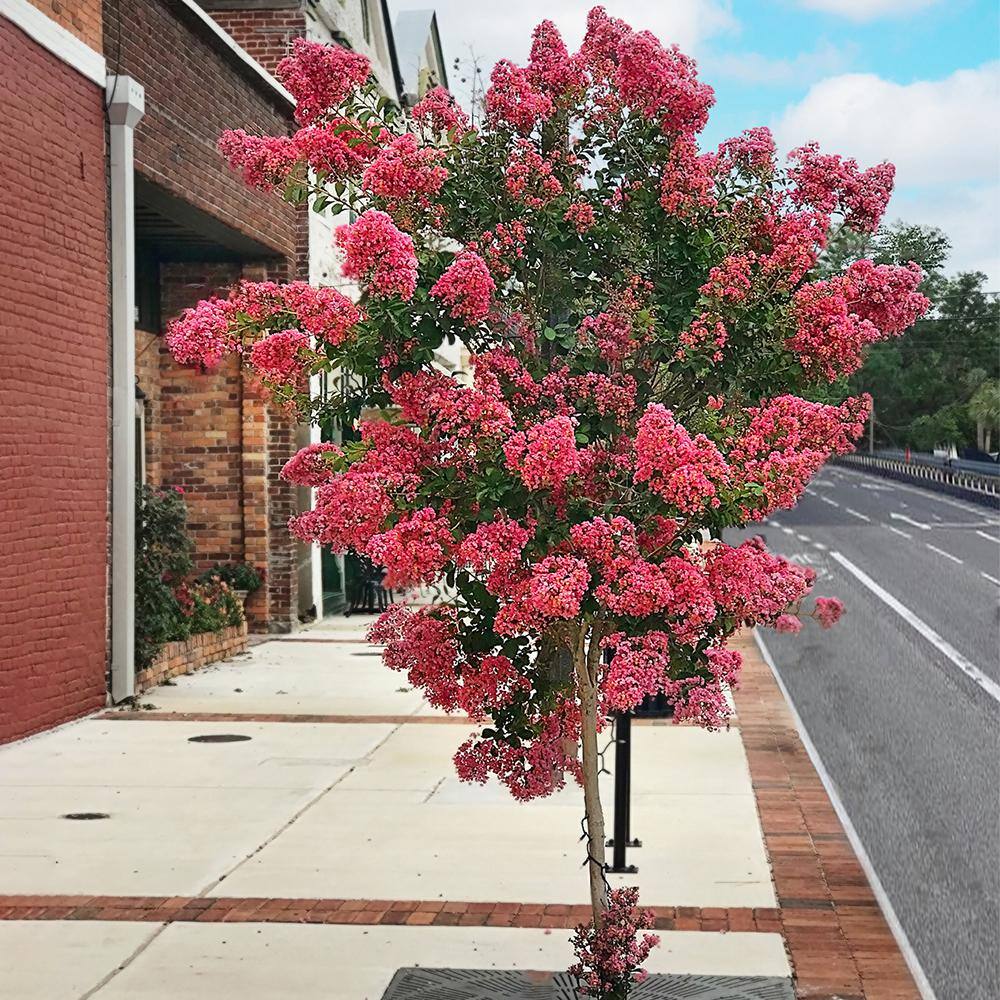 3 Gal. Pink Flowering Miami Crape Myrtle Tree CRMMIA03G