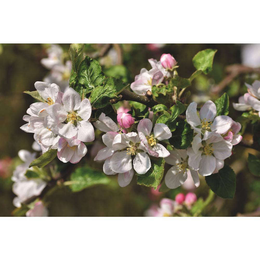 Online Orchards 3 ft. Gravenstein Heirloom Apple Tree with Multiple Uses From Cooking to Cider Pressing FTAP210