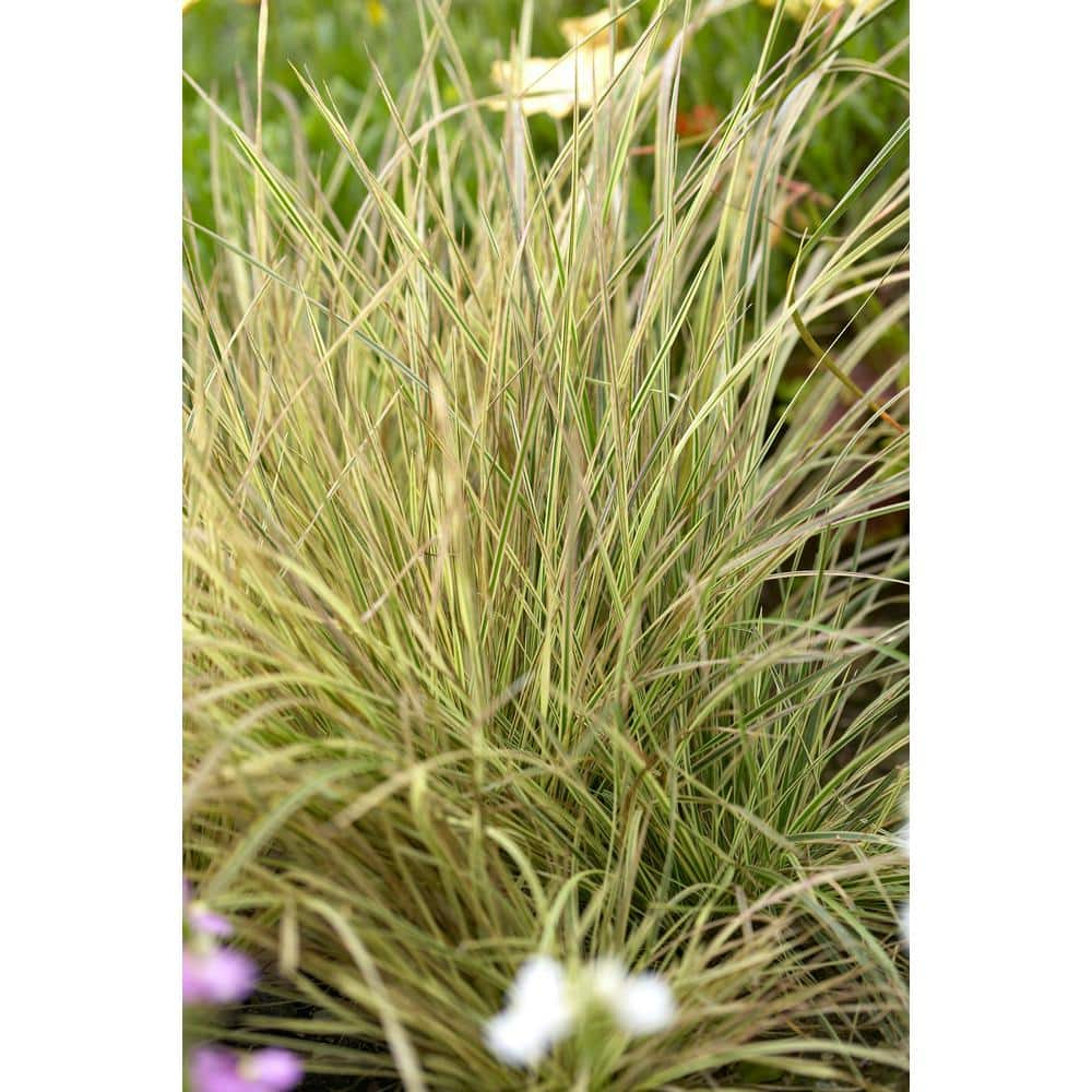 1.0 qt. Perennial Grass Deschampsia Northern Lights 1453