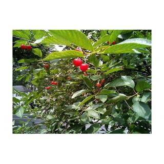 7 Gal. Montmorency Cherry Tree CHEMON07G