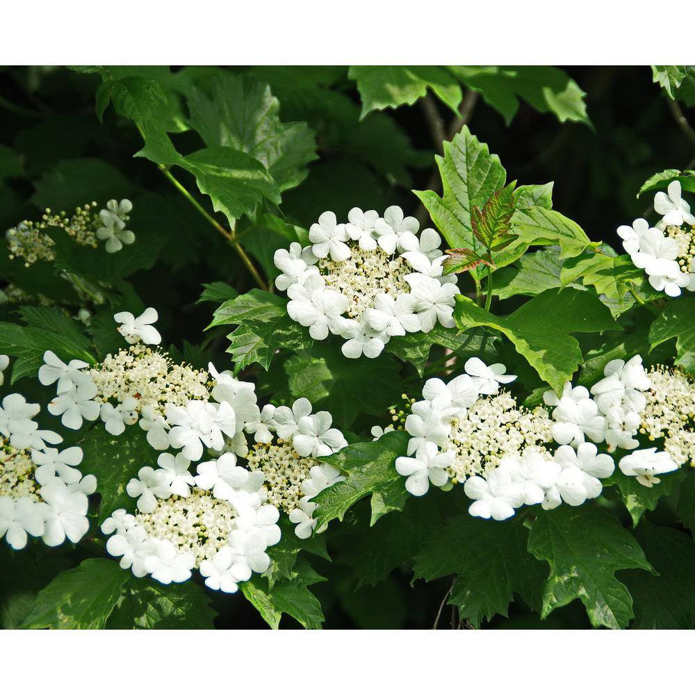 Online Orchards 1 Gal. Summer Snowflake Viburnum Shrub Showy Halos of Pure White Blossoms Throughout Summer SBVB001