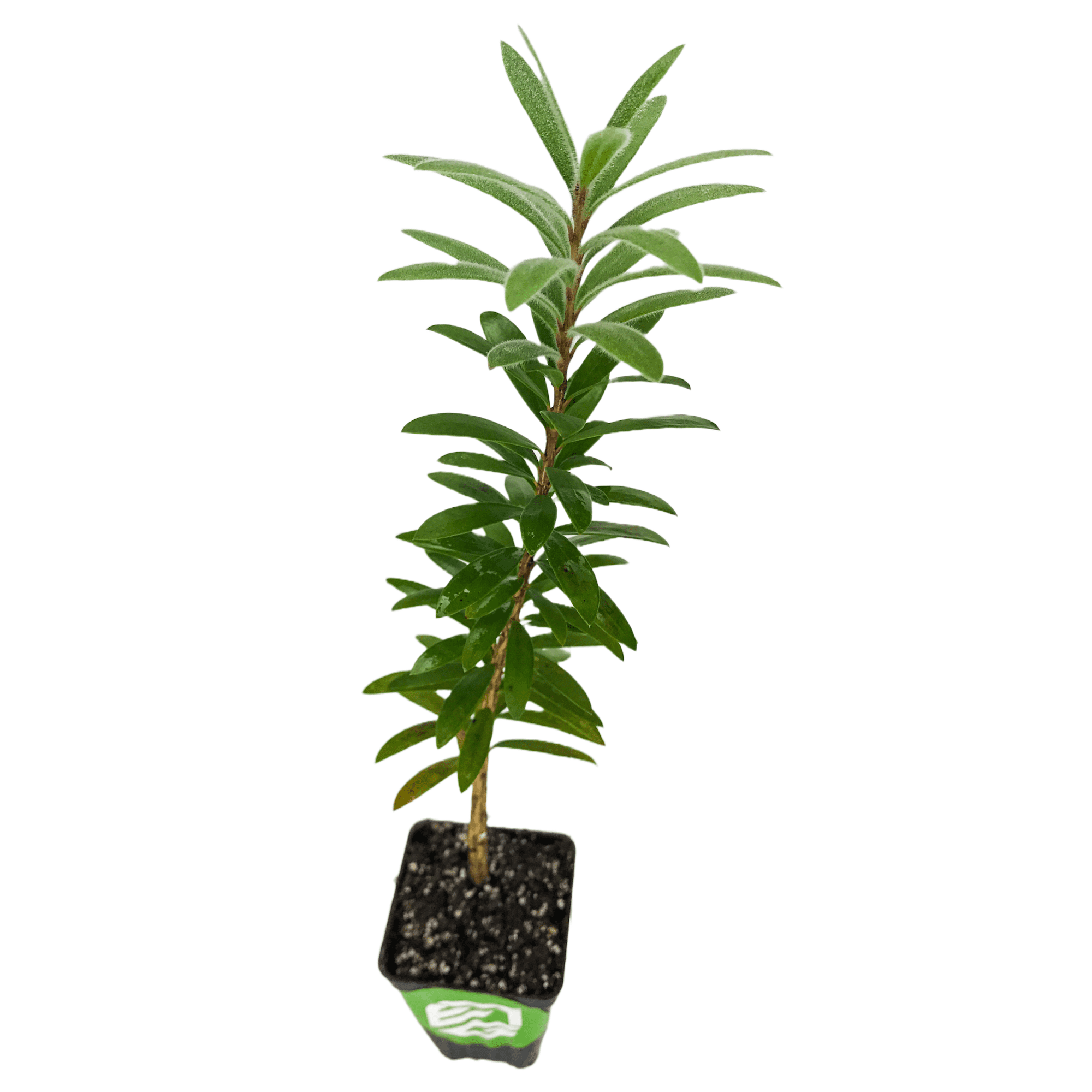 Little John Bottlebrush Dwarf Tree - Live Plant - Callistemon - Wellspring Gardens Starter Plant