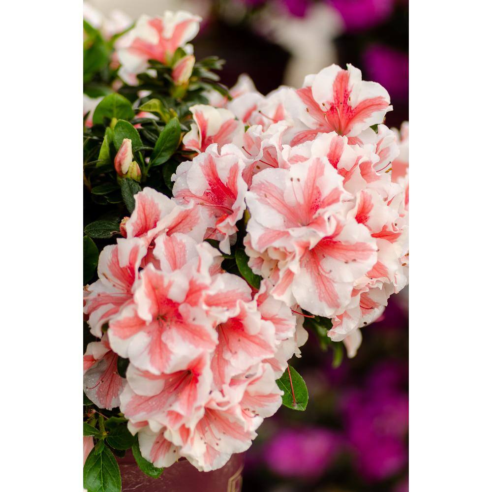 ENCORE AZALEA 1 Gal. Encore Autumn Starburst Azalea Shrub with Bi-Colored Coral Pink and White Reblooming Flowers 11813