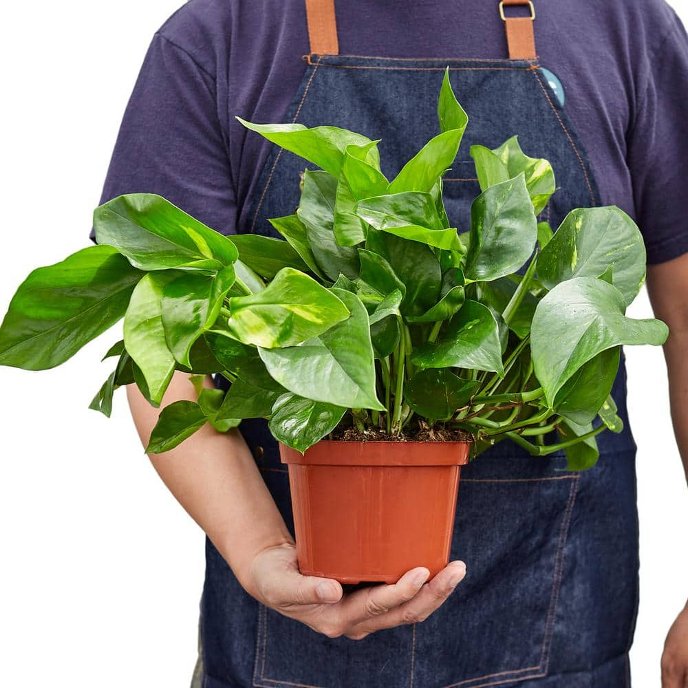 Pothos Golden Epipremnum aureum Plant in 6 in. Grower Pot 6_POTHOS_GOLDEN