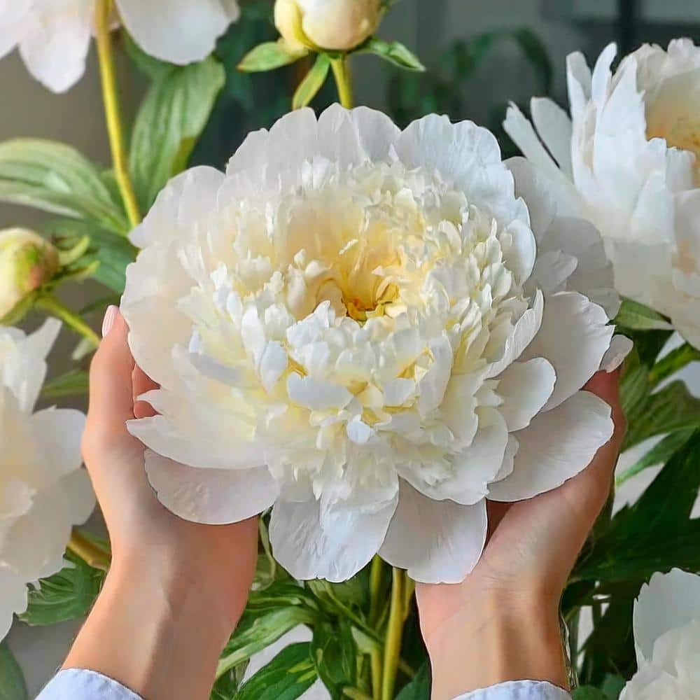 Vigoro Bowl of Cream Peony Flower Bulbs Bare Roots (Bag of 2) ECS-208-02-01