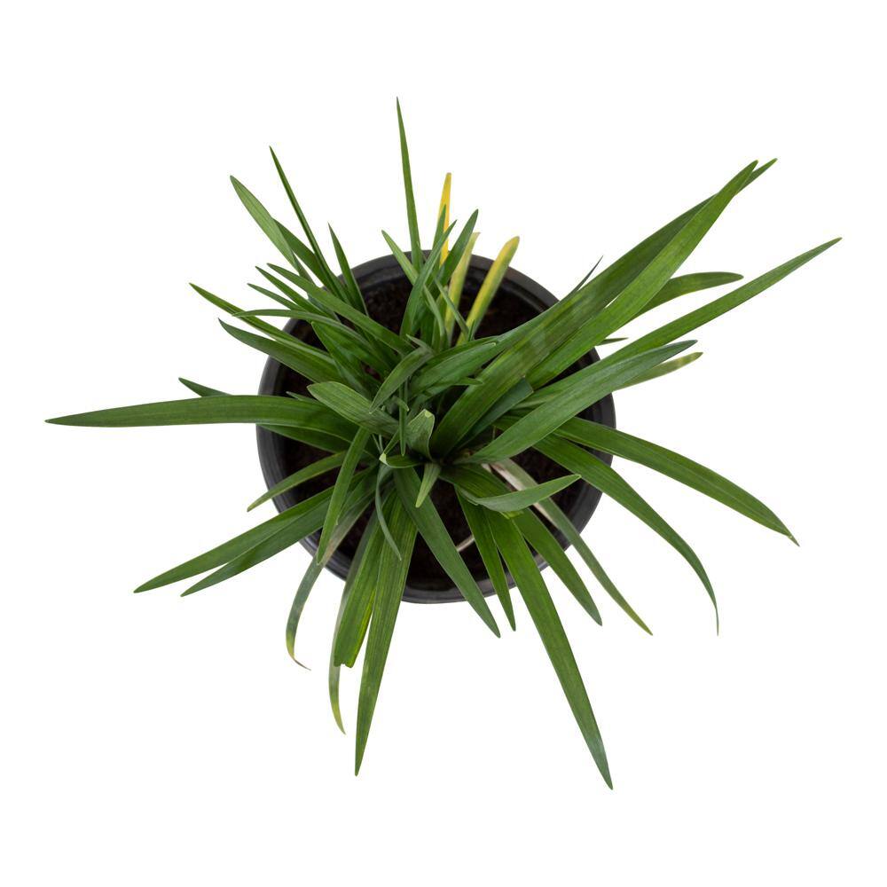 ALTMAN PLANTS 1 Gal. Liriope Super Blue Shrub Plant 0881290