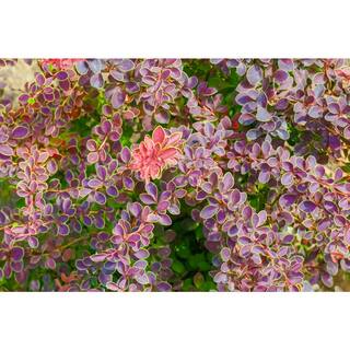 Online Orchards 1 Gal. Admiration Barberry Shrub with Bright Red Leaves Trimmed in Neon Yellow SBBB005