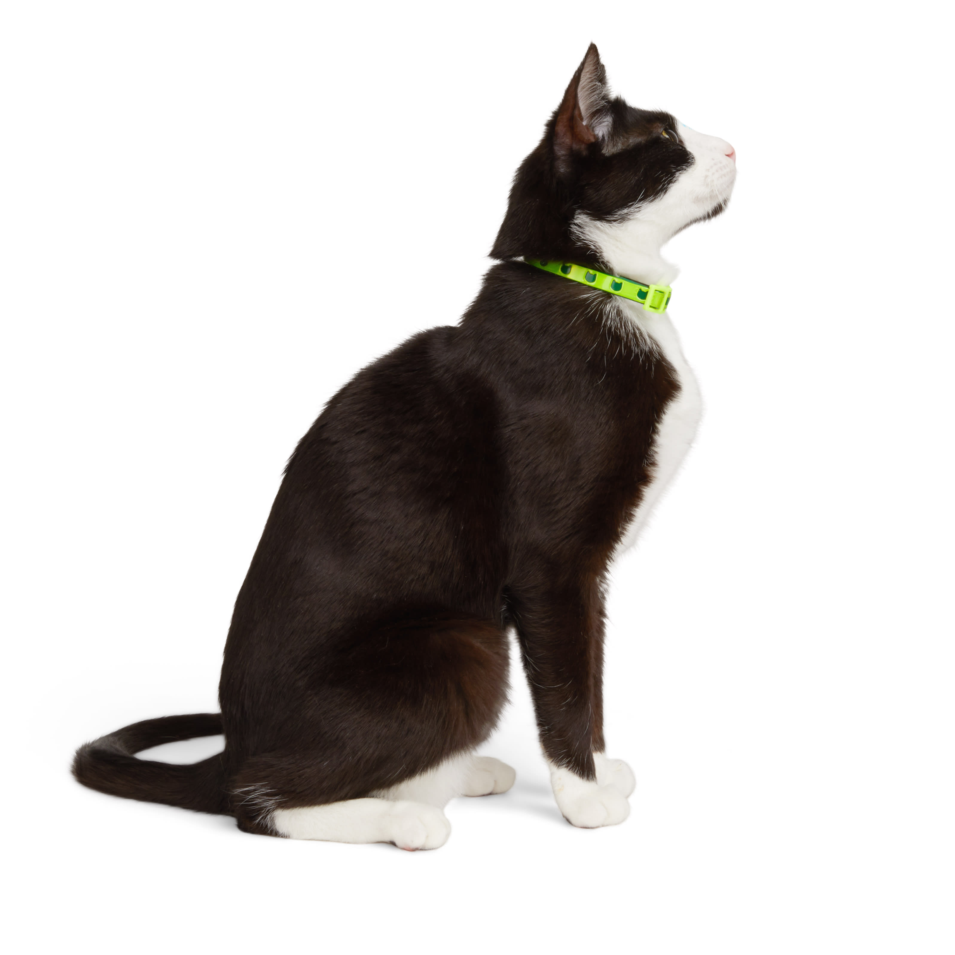 YOULY Neon Yellow Cat Collar， Medium