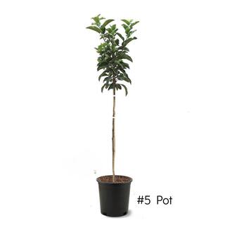Southern Living 1 gal. McIntosh Apple Tree APPMCI01G