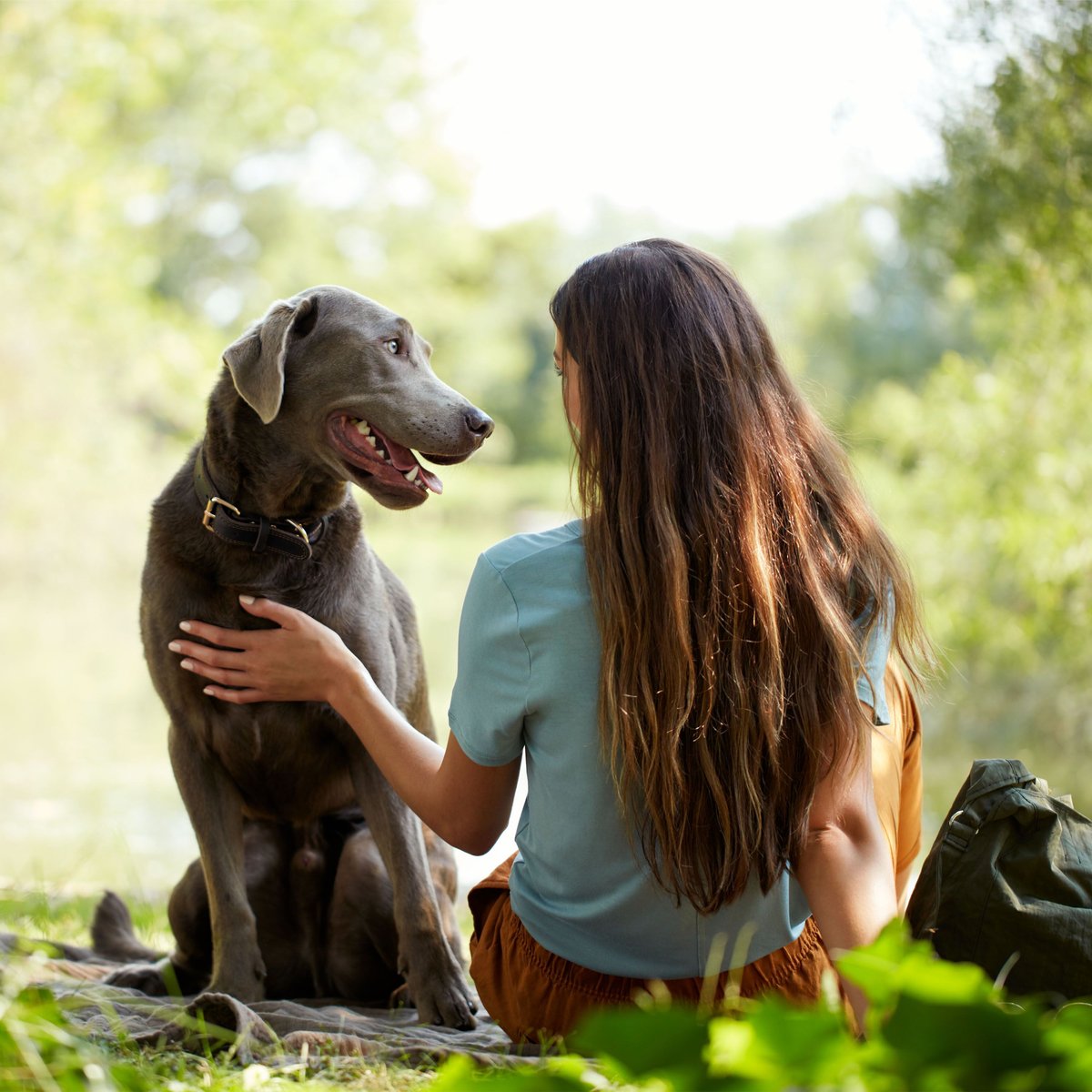 Nature's Recipe Mature Lamb and Brown Rice Recipe Dry Dog Food