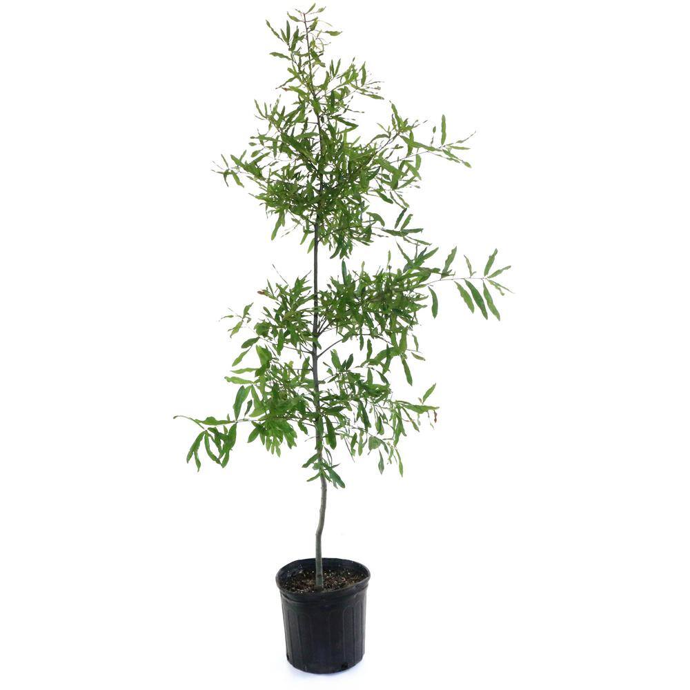 national PLANT NETWORK 2.25 Gal. Deciduous Willow Oak Tree HD7096