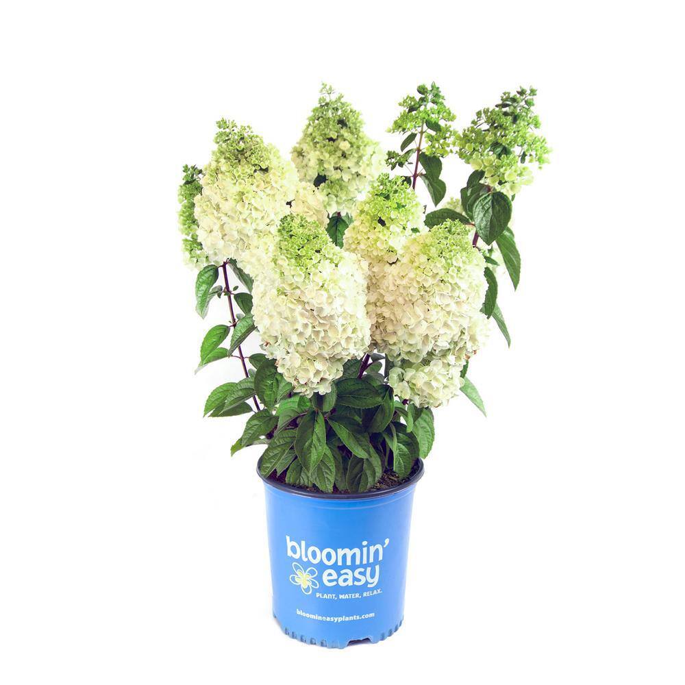 BLOOMIN' EASY 2 Gal. Moonrock Hardy Hydrangea (Paniculata) Live Shrub Cream and Lime Green Flowers DGHG5081
