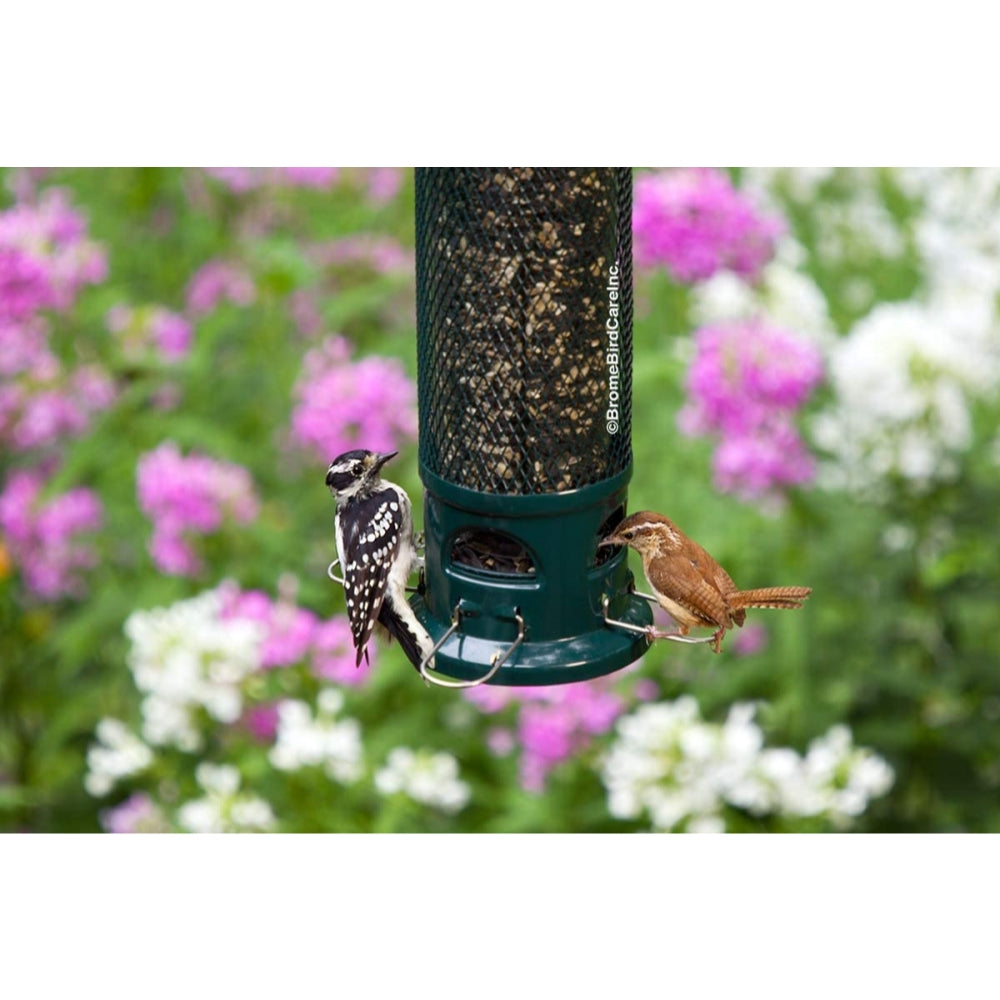 Squirrel Buster Legacy Squirrel-proof Bird Feeder w/4 Metal Perches， 2.6-pound Seed Capacity