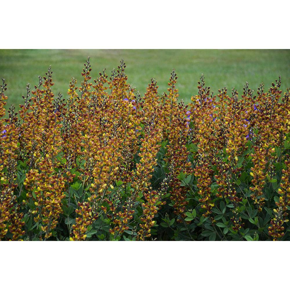 PROVEN WINNERS 3 Gal. Cherries Jubilee Baptisia Live Perennial Plant (1-Pack) BAPTI3CHJ1PK