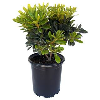 EVERDE GROWERS 2.5 qt. Dwarf Mock Orange Pittosporum Wheelers Dwarf PITTEF1001