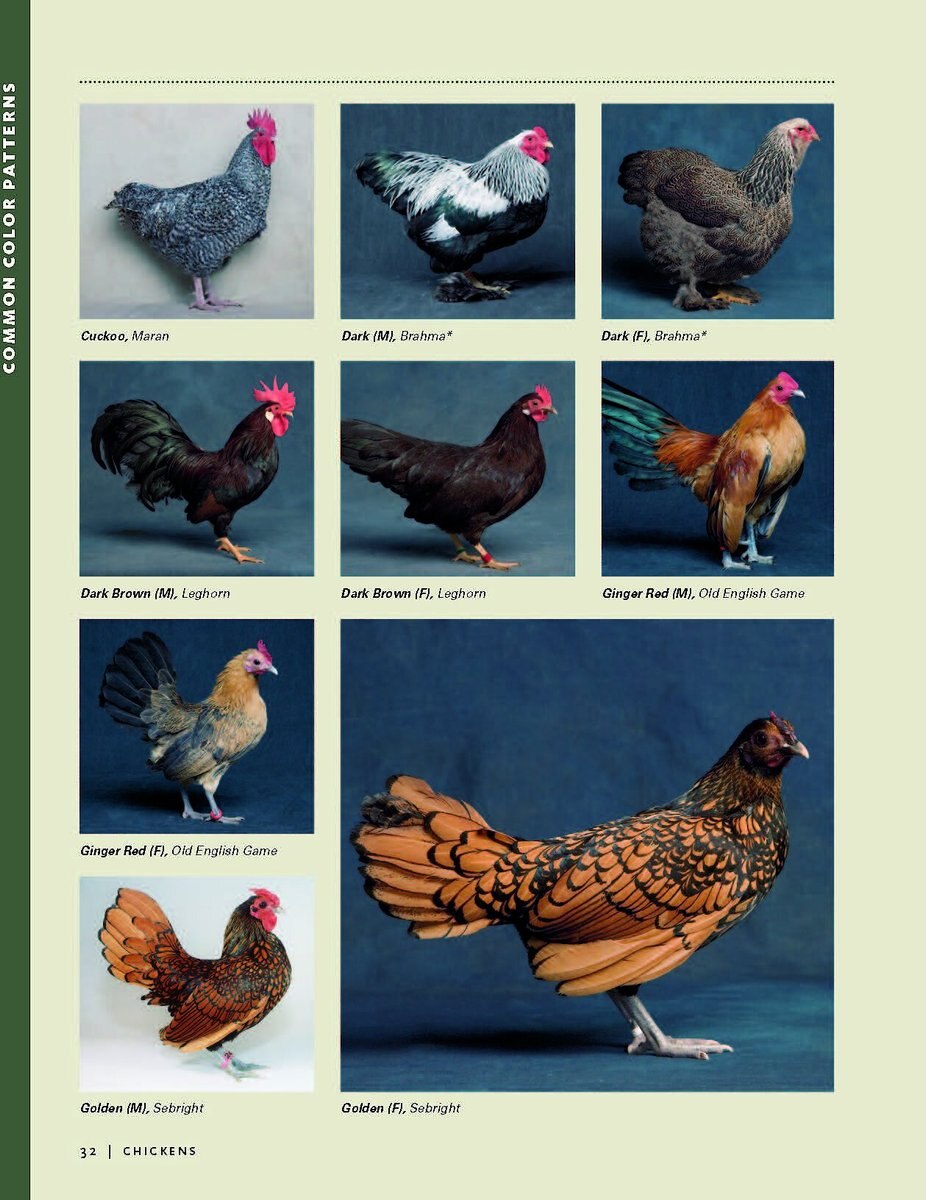 Storey's Illustrated Guide to Poultry Breeds