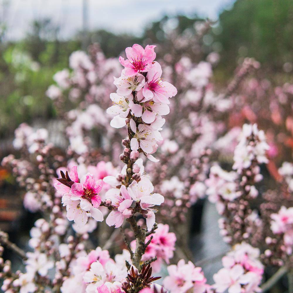 Perfect Plants 3 ft.-4 ft. Tall Bonfire Patio Peach Tree in Grower's Pot Small THD00573