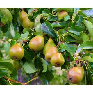 Online Orchards Dwarf Seckel Sugar Pear Tree - Perfectly Snack-Sized Tiny Sweet Pears (Bare-Root 3 ft. to 4 ft. Tall 2-Years Old) FTPR006