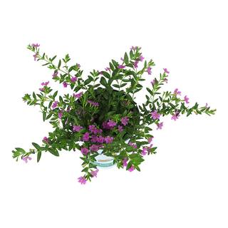 ALTMAN PLANTS 4 in. Cuphea Lavender Lace Plant (4-Pack) 0881220