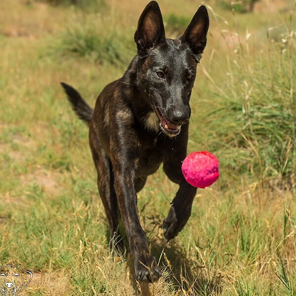 WACKYwalk'r WUNDERBALL Fetch Dog Toy， Color Varies， Small