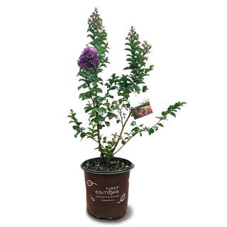 FIRST EDITIONS 3 Gal. Purple Magic Crape Myrtle Tree CRMPMA03G