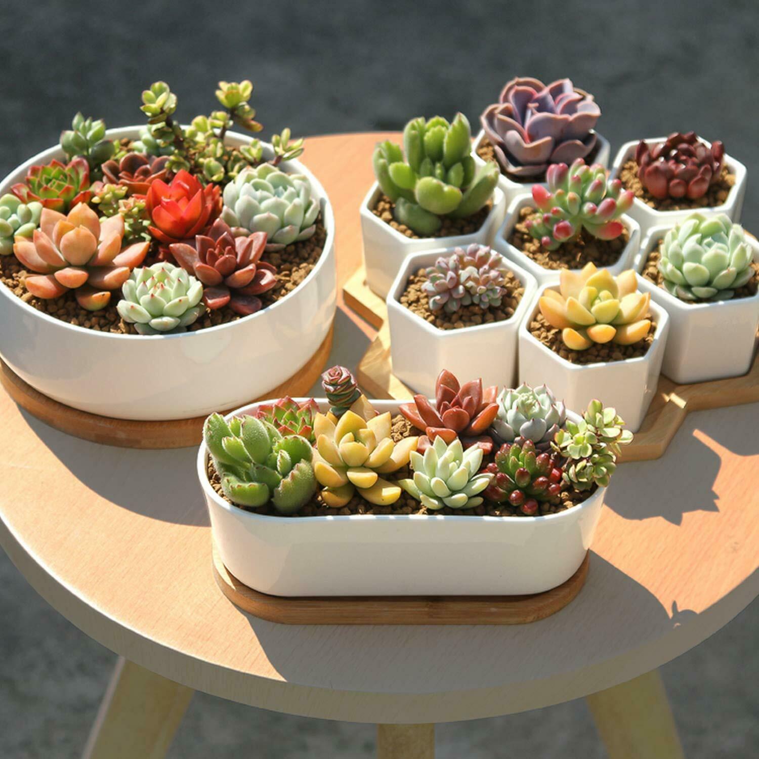 15 Pack Succulents Plant Rooted in 2inch Planters Rare Live Assorted Plants For Wedding Christmas Garden