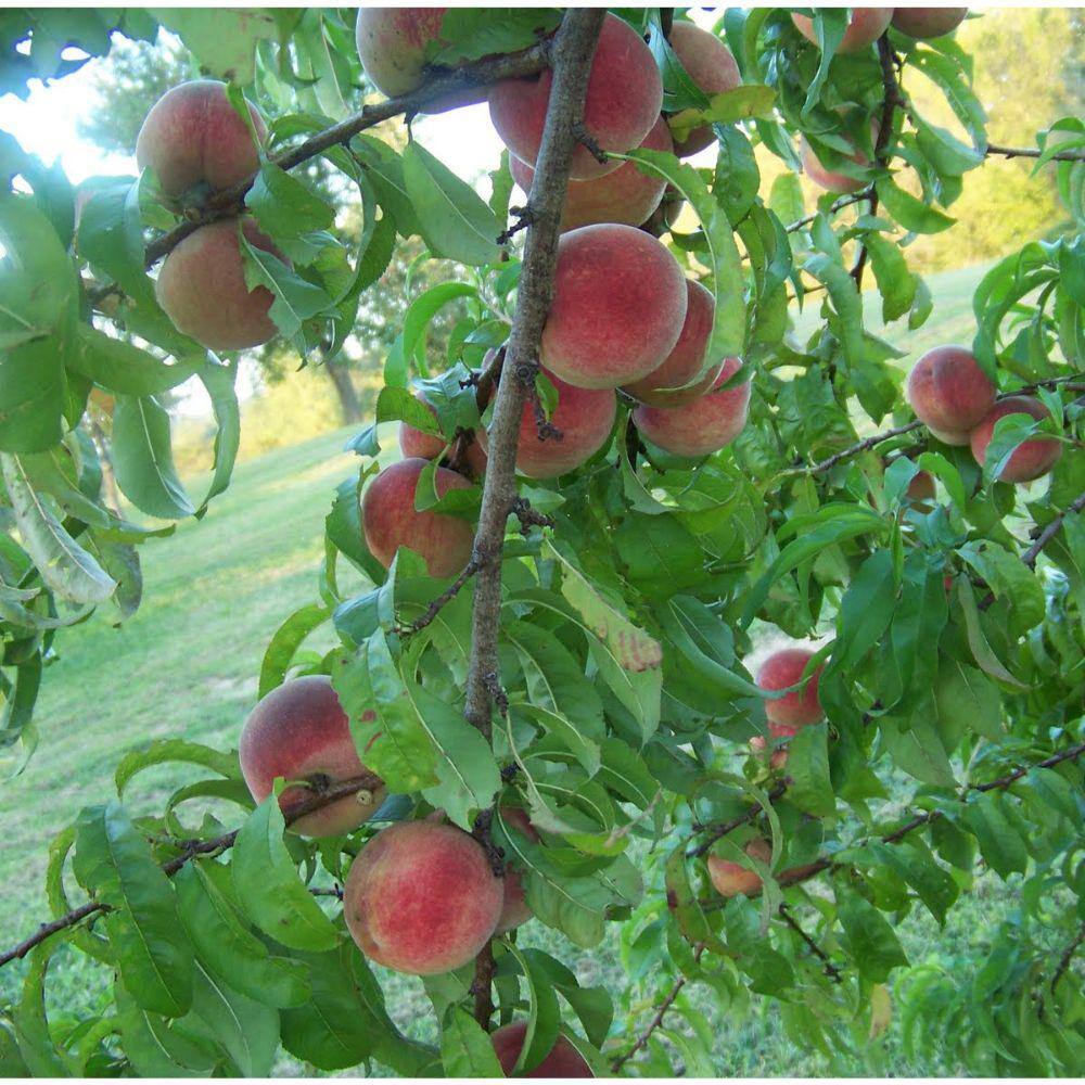 5 Gal. Big Peach Tree PCHBIG05G