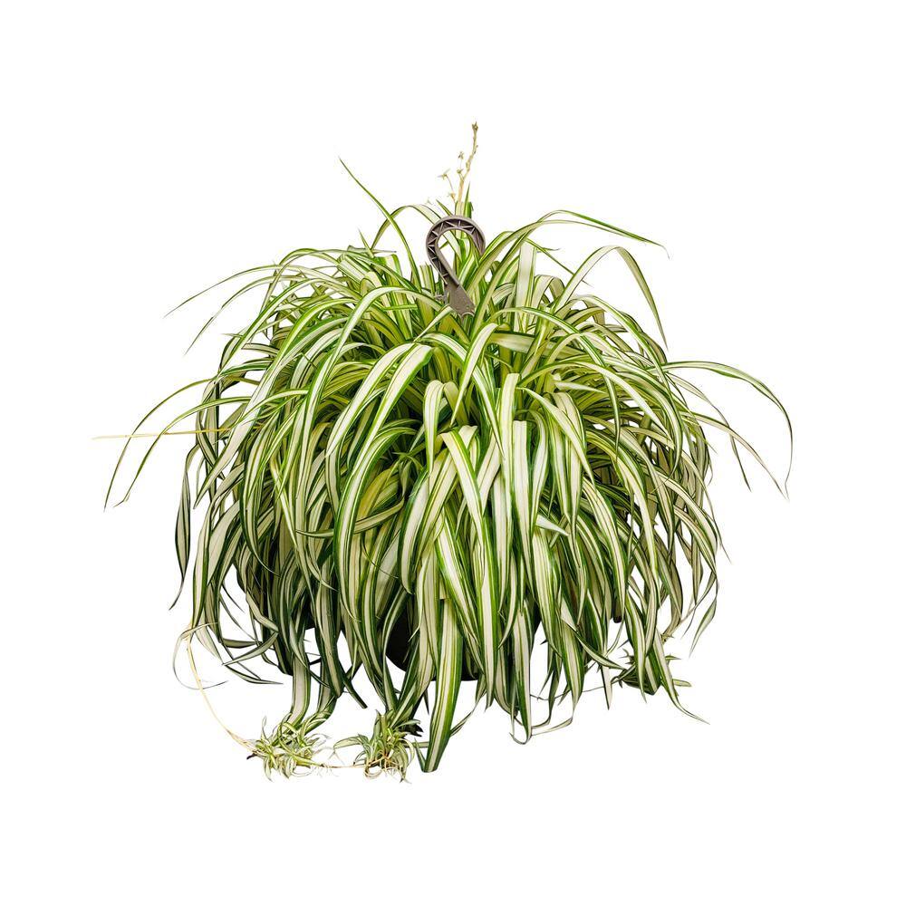 Vigoro 1.8 Gal. Spider Plant Chlorophytum in 11 In. Hanging Basket DC11HBSPIDERPLT