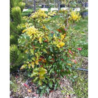 Online Orchards 1 gal. Oregon Grape Flowering Shrub with Evergreen and Burgundy Foliage Yellow Flowers and Blue Fruit (2-Pack) SBMH001