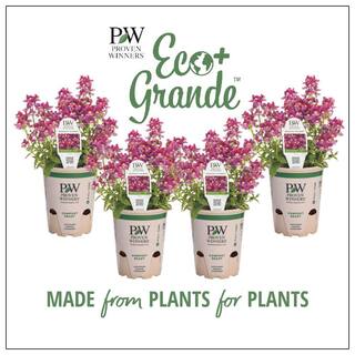 PROVEN WINNERS 4.25 in. Eco+Grande Aromance Mulberry (Nemesia) Live Plant Purple Flowers (4-Pack) NEMPRW1097504