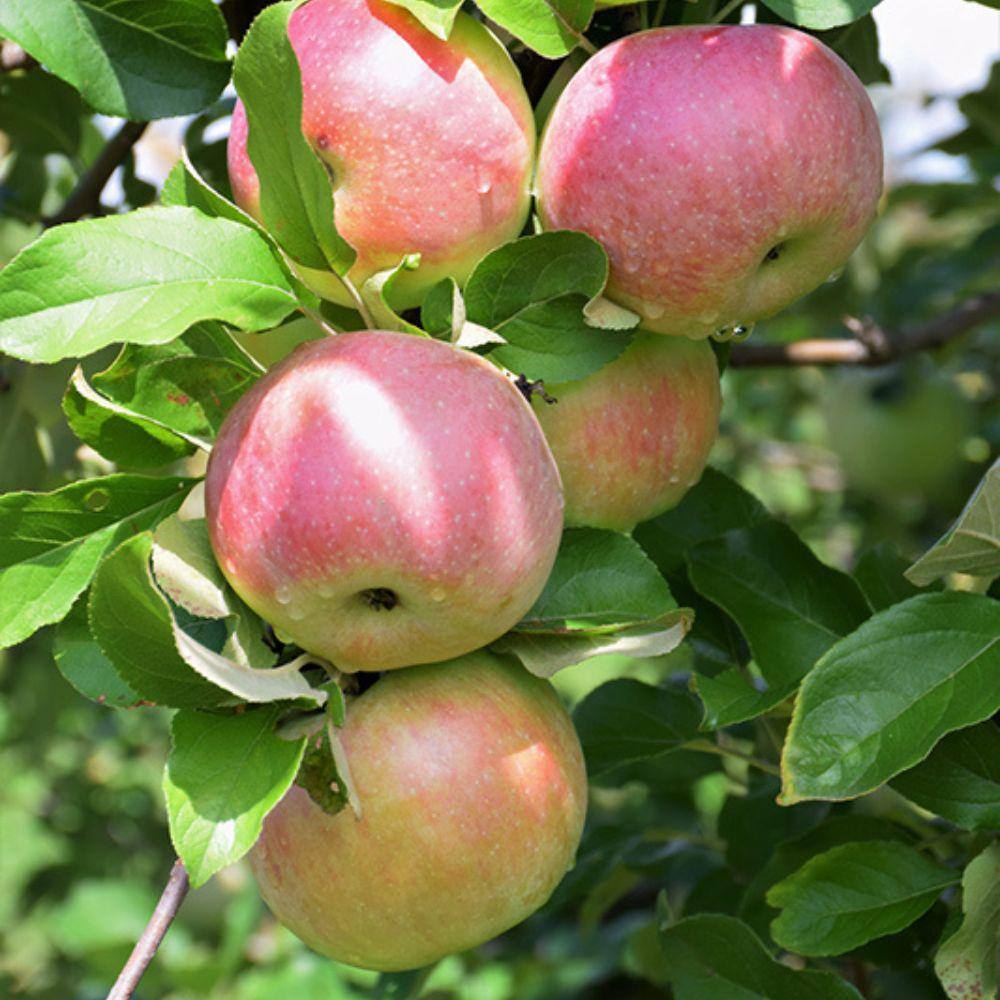 7 Gal. Semi-Dwarf Northern Spy Apple Tree APPNSP07GD