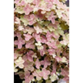 Proven Winners 3 Gal. Pink Garden Phlox Plant (1-Pack) 1004954205