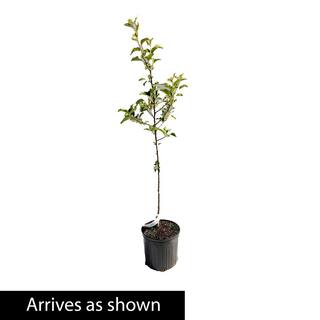 Spring Hill Nurseries 2.25 Gal. Northern Tribute River Birch Ornamental Tree Grown in a Pot (1-Pack) 92301