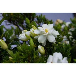 Vigoro 2 Gal. Echo Swan Princess Gardenia Live Evergreen Shrub White Fragrant Blooms 11035