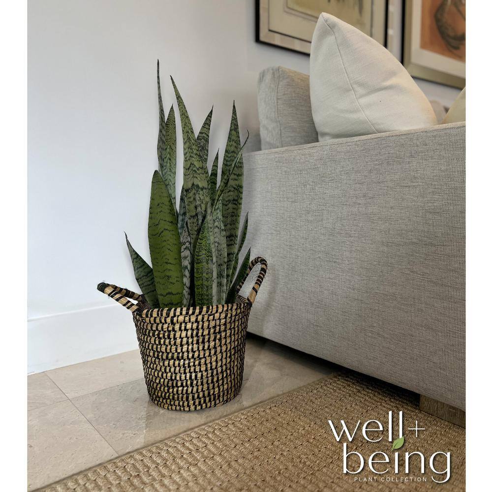 NATURE'S?WAY FARMS Sansevieria Zeylanica Live Indoor Plant in Growers Pot Avg Shipping Height 2 ft. to 3 ft. Tall 5899