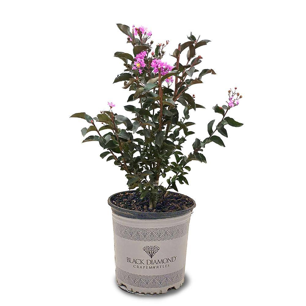 BLACK DIAMOND 3 Gal. Lavender Lace Crape Myrtle Tree with Lavender Blooms CRMBLL03G