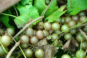 Doreen Muscadine Grape