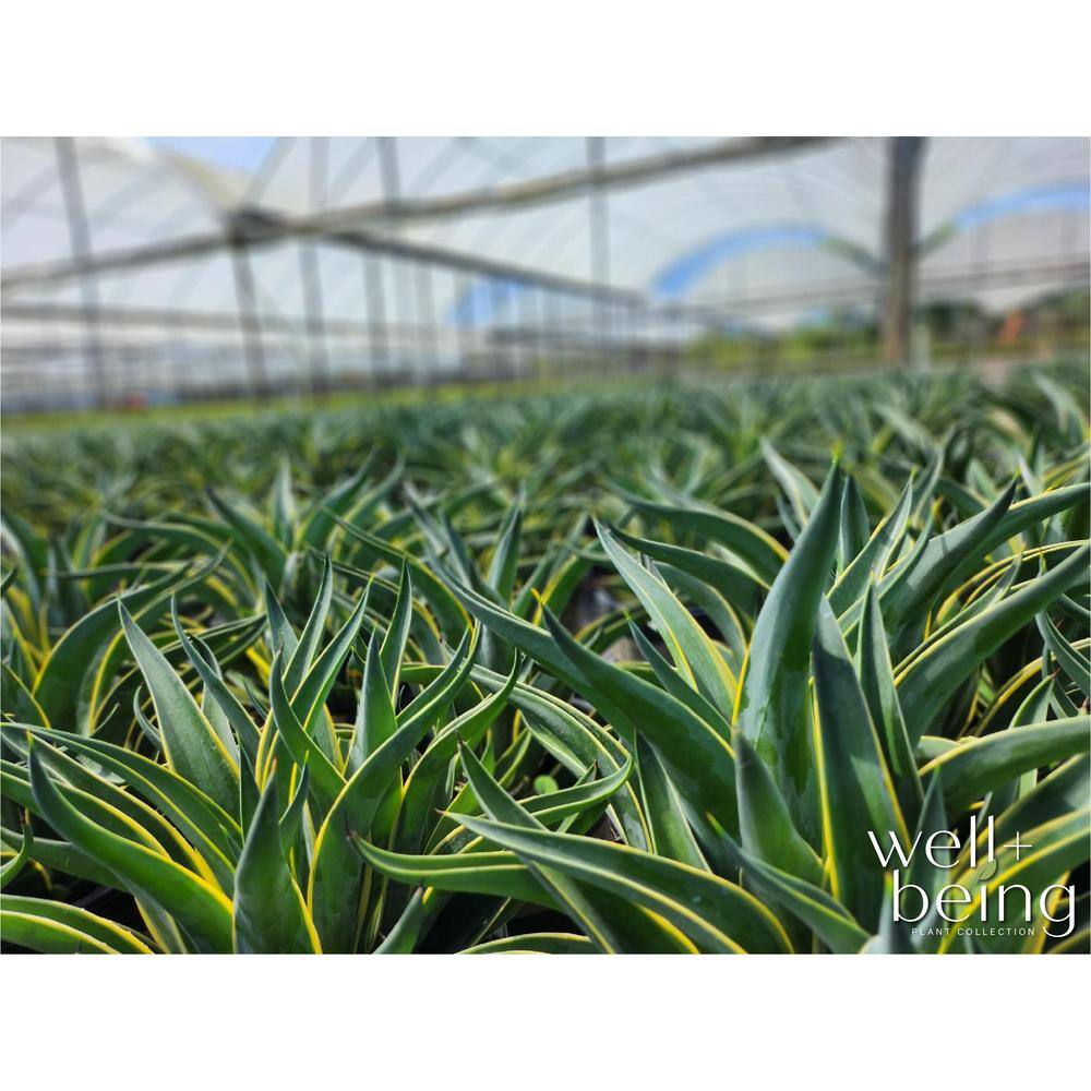 NATURE'S?WAY FARMS Agave Desmettiana Variegated Live Outdoor Plant Growers Pot Average Shipping Height 2-3 Ft. Tall 20112